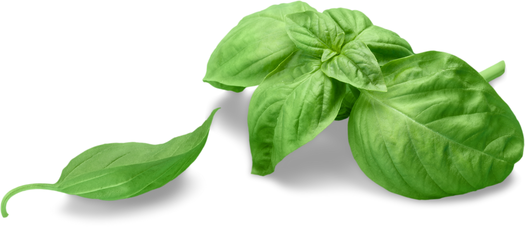 Fresh Basil